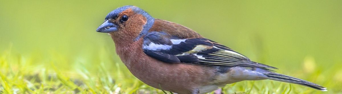 [paste advice page name here]